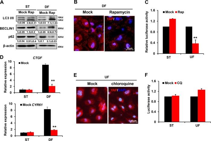 https://cdn.ncbi.nlm.nih.gov/pmc/blobs/6c9d/7035362/1e3843599f82/41419_2020_2343_Fig4_HTML.jpg