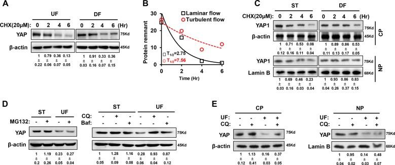 https://cdn.ncbi.nlm.nih.gov/pmc/blobs/6c9d/7035362/7108db3f2403/41419_2020_2343_Fig2_HTML.jpg