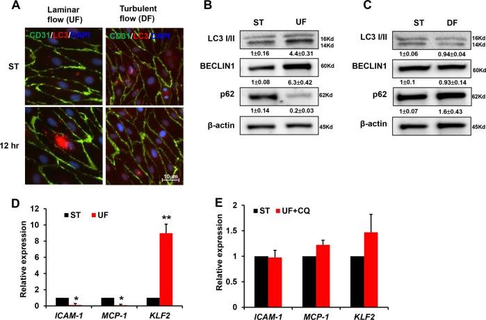 https://cdn.ncbi.nlm.nih.gov/pmc/blobs/6c9d/7035362/c4deee01b3bc/41419_2020_2343_Fig3_HTML.jpg