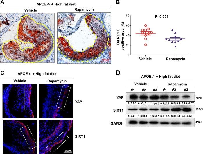 https://cdn.ncbi.nlm.nih.gov/pmc/blobs/6c9d/7035362/d8db837ce9f7/41419_2020_2343_Fig7_HTML.jpg