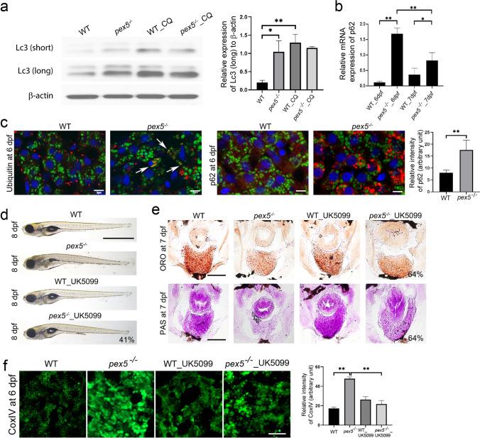https://cdn.ncbi.nlm.nih.gov/pmc/blobs/6ca2/11071959/09e8dad5a9b7/18_2023_4700_Fig7_HTML.jpg