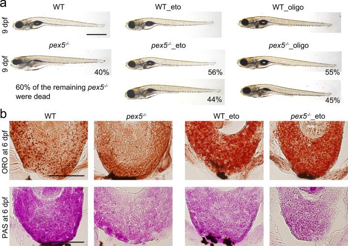 https://cdn.ncbi.nlm.nih.gov/pmc/blobs/6ca2/11071959/3dca18a7cc0f/18_2023_4700_Fig5_HTML.jpg