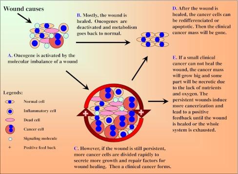 https://cdn.ncbi.nlm.nih.gov/pmc/blobs/6ca3/3350627/42c559dfc429/10555_2011_9342_Fig2_HTML.jpg