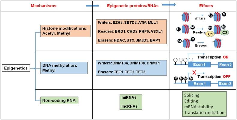 https://cdn.ncbi.nlm.nih.gov/pmc/blobs/6ca5/4772696/c10c3af3de40/fphar-07-00040-g001.jpg