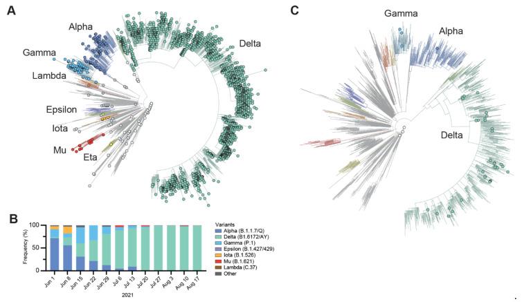 https://cdn.ncbi.nlm.nih.gov/pmc/blobs/6cac/9228125/428921c58658/viruses-14-01316-g002.jpg