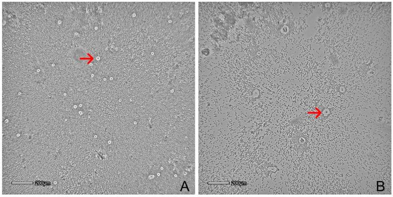 https://cdn.ncbi.nlm.nih.gov/pmc/blobs/6cad/9099541/bcb1e967bb10/animals-12-01088-g003.jpg