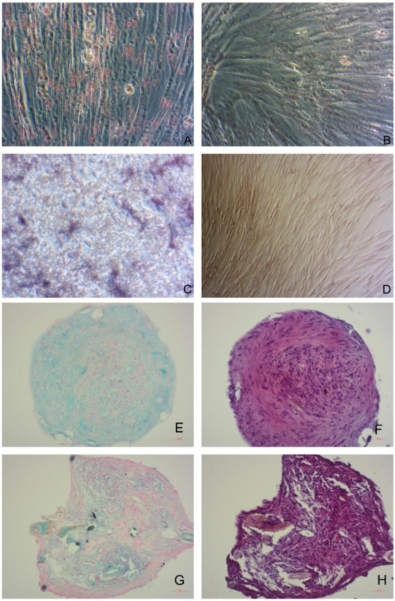 https://cdn.ncbi.nlm.nih.gov/pmc/blobs/6cad/9099541/bfb441f2b72c/animals-12-01088-g004.jpg