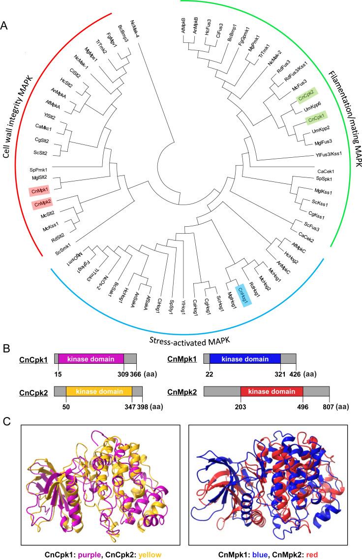 https://cdn.ncbi.nlm.nih.gov/pmc/blobs/6cae/11253600/7b5c9a34d149/mbio.01156-24.f001.jpg
