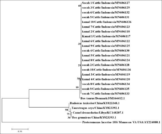 https://cdn.ncbi.nlm.nih.gov/pmc/blobs/6cb1/7096301/3f8385c1989b/Vetworld-13-231-g002.jpg