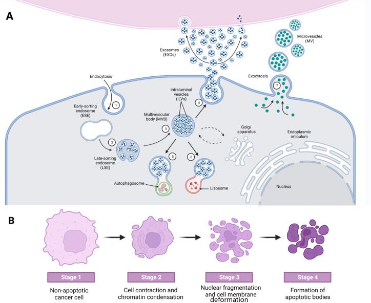 https://cdn.ncbi.nlm.nih.gov/pmc/blobs/6cb4/11648502/fbcec42e0baa/evcna-5-2-180.fig.1.jpg