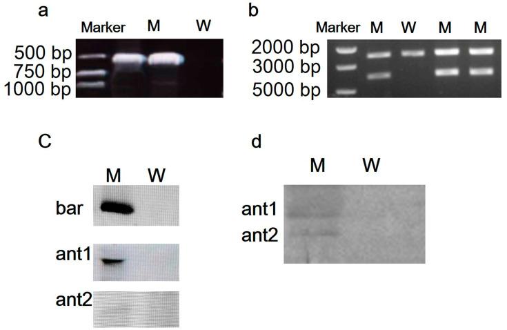 https://cdn.ncbi.nlm.nih.gov/pmc/blobs/6cb5/9409725/4f22b4226de9/marinedrugs-20-00484-g002.jpg