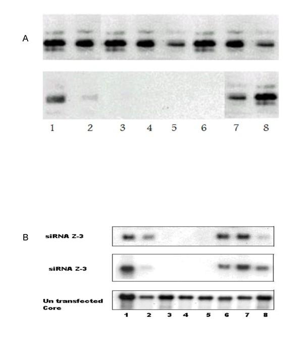 https://cdn.ncbi.nlm.nih.gov/pmc/blobs/6cb6/2661880/66a6d3059702/1743-422X-6-13-4.jpg