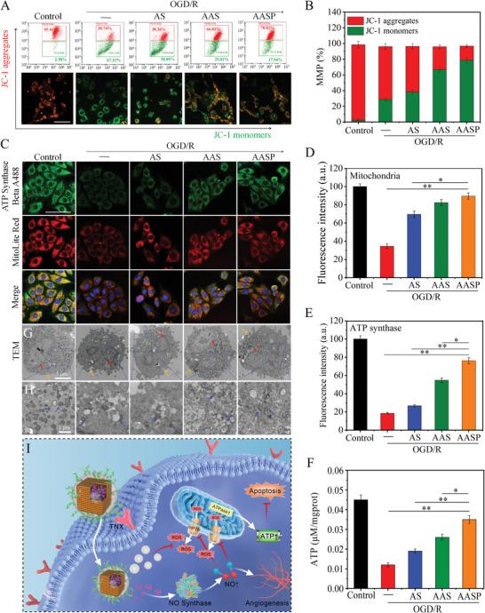 https://cdn.ncbi.nlm.nih.gov/pmc/blobs/6cb8/10502842/5b038cc67e44/ADVS-10-2302123-g007.jpg