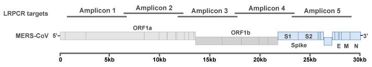 https://cdn.ncbi.nlm.nih.gov/pmc/blobs/6cb8/8067259/ab2ef809d425/viruses-13-00592-g001.jpg