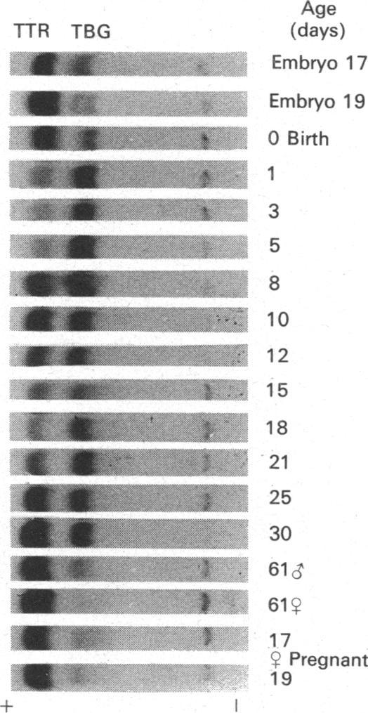 https://cdn.ncbi.nlm.nih.gov/pmc/blobs/6cb9/1149564/af57f7ba4d00/biochemj00173-0096-a.jpg