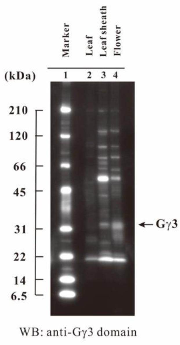https://cdn.ncbi.nlm.nih.gov/pmc/blobs/6cba/6274724/1f130793506d/ijms-19-03591-g006.jpg