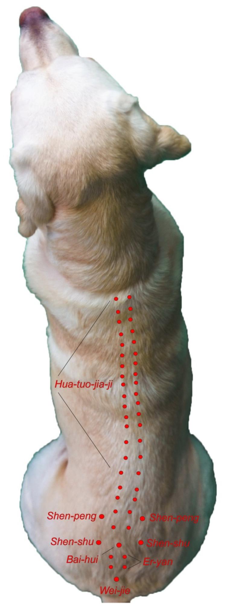 https://cdn.ncbi.nlm.nih.gov/pmc/blobs/6cba/9227989/c53b4174b684/vetsci-09-00252-g002.jpg