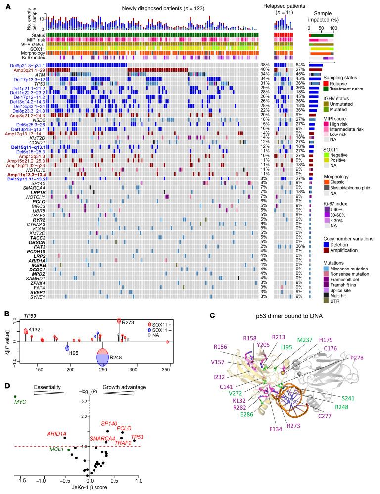 https://cdn.ncbi.nlm.nih.gov/pmc/blobs/6cbb/8803323/575079944d88/jci-132-153283-g001.jpg
