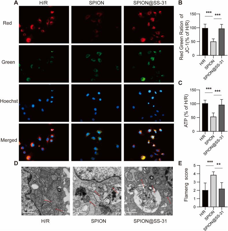https://cdn.ncbi.nlm.nih.gov/pmc/blobs/6cbc/11538732/073c28edbb60/gr4.jpg