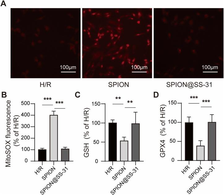 https://cdn.ncbi.nlm.nih.gov/pmc/blobs/6cbc/11538732/3c713b45c801/gr3.jpg