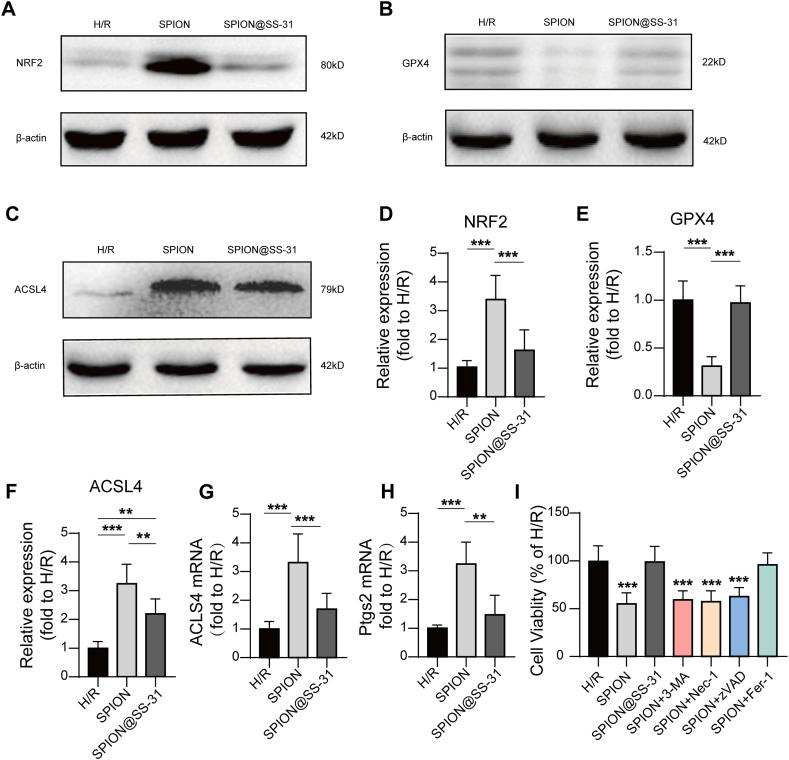 https://cdn.ncbi.nlm.nih.gov/pmc/blobs/6cbc/11538732/475f5b6fdcc1/gr8.jpg