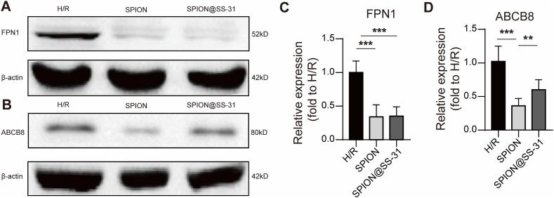 https://cdn.ncbi.nlm.nih.gov/pmc/blobs/6cbc/11538732/5791050a73a7/gr6.jpg