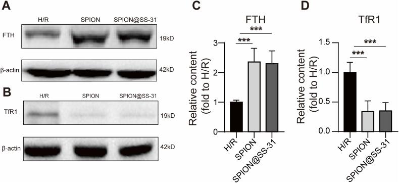 https://cdn.ncbi.nlm.nih.gov/pmc/blobs/6cbc/11538732/7c2c54b1ac7c/gr5.jpg
