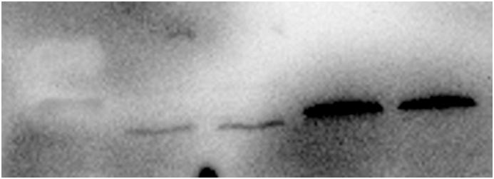 https://cdn.ncbi.nlm.nih.gov/pmc/blobs/6cbc/11538732/95d32da4a6db/mmcfigs7.jpg