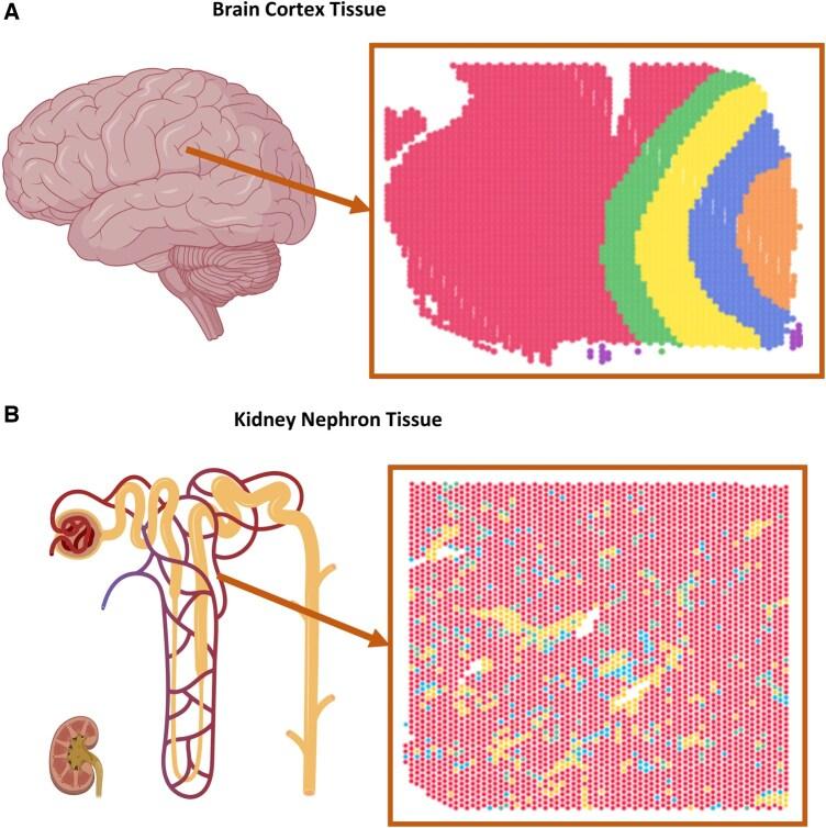 https://cdn.ncbi.nlm.nih.gov/pmc/blobs/6cc0/12165735/40386e11cdd8/btaf303f1.jpg