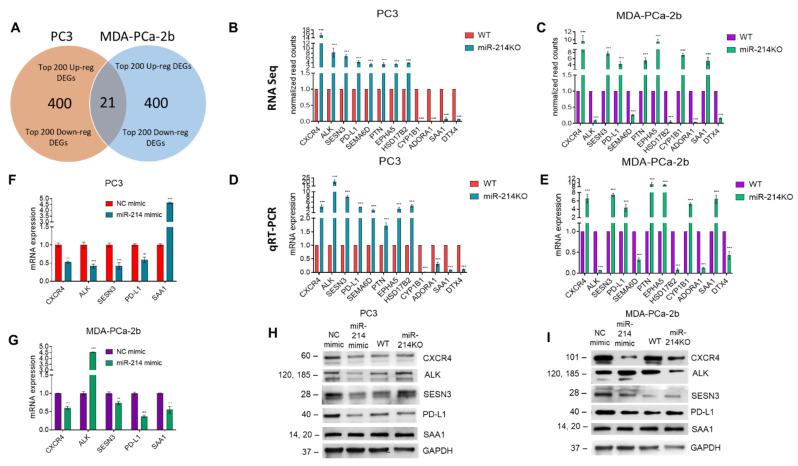 https://cdn.ncbi.nlm.nih.gov/pmc/blobs/6cc2/8656576/4eac5f413e6e/cancers-13-05875-g005.jpg