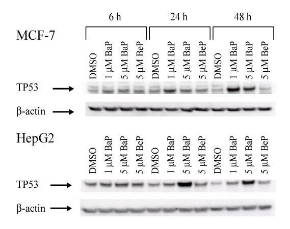 https://cdn.ncbi.nlm.nih.gov/pmc/blobs/6cc4/1621085/3e6680c9aaf9/1471-2164-7-260-7.jpg