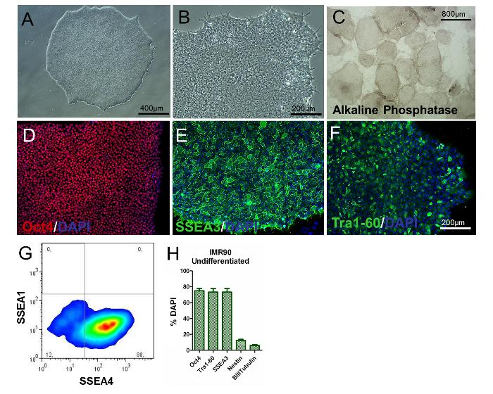 https://cdn.ncbi.nlm.nih.gov/pmc/blobs/6cc4/5608344/871f8302733e/jove-124-55702-1.jpg