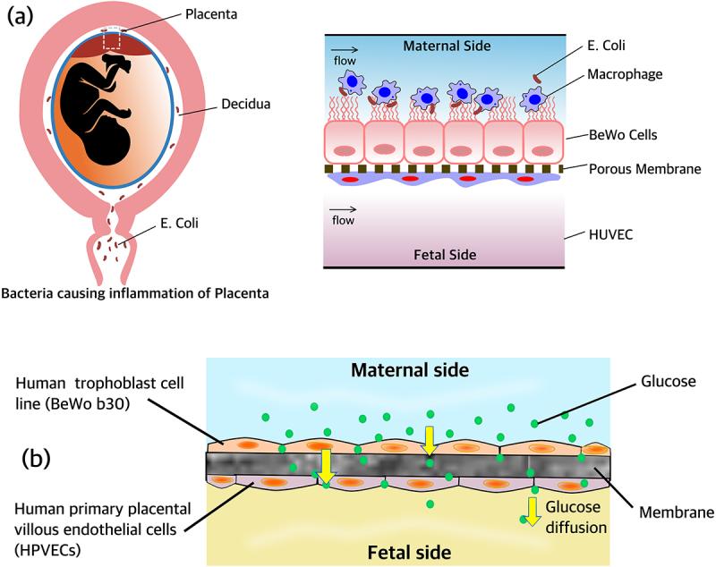 https://cdn.ncbi.nlm.nih.gov/pmc/blobs/6cc6/11042069/3a998aff9c3d/KTIB_A_2221632_F0011_OC.jpg