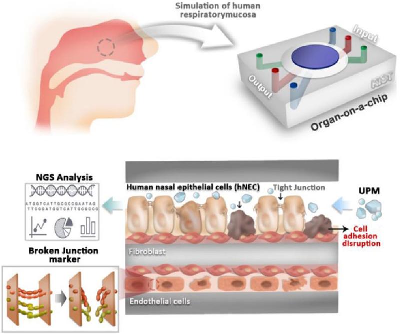 https://cdn.ncbi.nlm.nih.gov/pmc/blobs/6cc6/11042069/6858c000245d/KTIB_A_2221632_F0005_OC.jpg