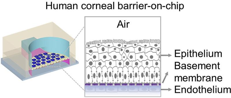 https://cdn.ncbi.nlm.nih.gov/pmc/blobs/6cc6/11042069/6efe9cc3e2df/KTIB_A_2221632_F0003_OC.jpg
