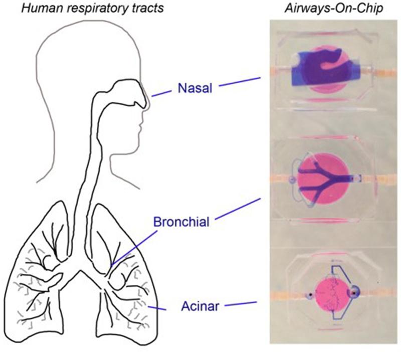 https://cdn.ncbi.nlm.nih.gov/pmc/blobs/6cc6/11042069/f94fcf3547e3/KTIB_A_2221632_F0004_OC.jpg