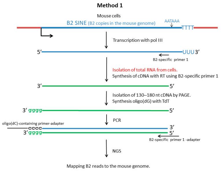 https://cdn.ncbi.nlm.nih.gov/pmc/blobs/6cc6/12101331/2590b78d7839/ncrna-11-00039-g002.jpg