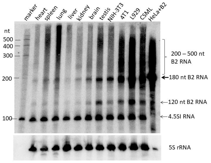 https://cdn.ncbi.nlm.nih.gov/pmc/blobs/6cc6/12101331/d0ee5584c3c2/ncrna-11-00039-g001.jpg