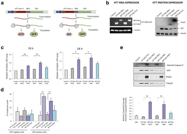 https://cdn.ncbi.nlm.nih.gov/pmc/blobs/6cc7/3285580/ff6c1fdc0866/pgen.1002481.g001.jpg