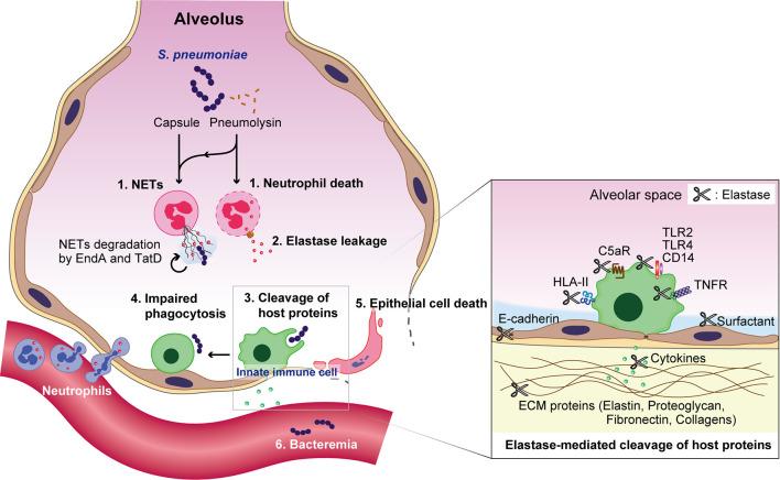 https://cdn.ncbi.nlm.nih.gov/pmc/blobs/6cc8/8008068/d529c6afcea3/fcimb-11-615959-g002.jpg