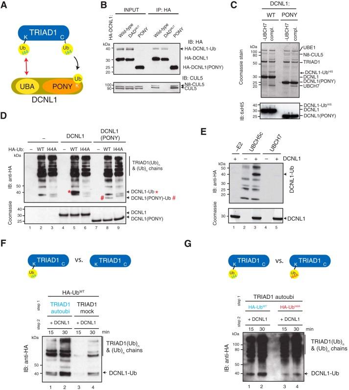 https://cdn.ncbi.nlm.nih.gov/pmc/blobs/6cd0/6393609/5ddd0211bce4/zbc0081901070004.jpg