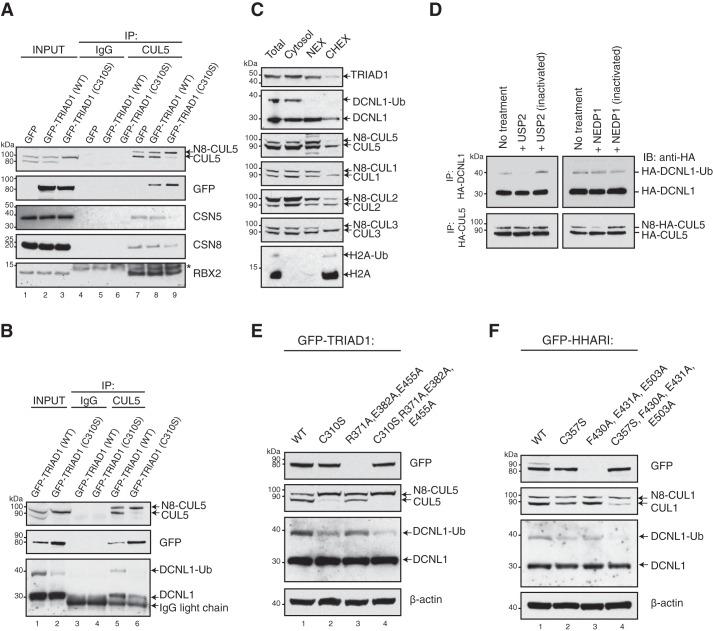 https://cdn.ncbi.nlm.nih.gov/pmc/blobs/6cd0/6393609/78729db7bf9d/zbc0081901070001.jpg