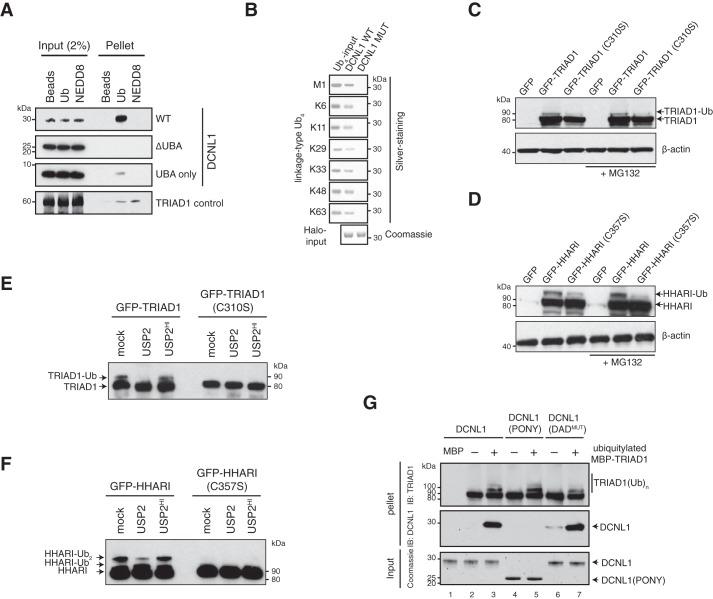 https://cdn.ncbi.nlm.nih.gov/pmc/blobs/6cd0/6393609/a5f70e9ca519/zbc0081901070003.jpg