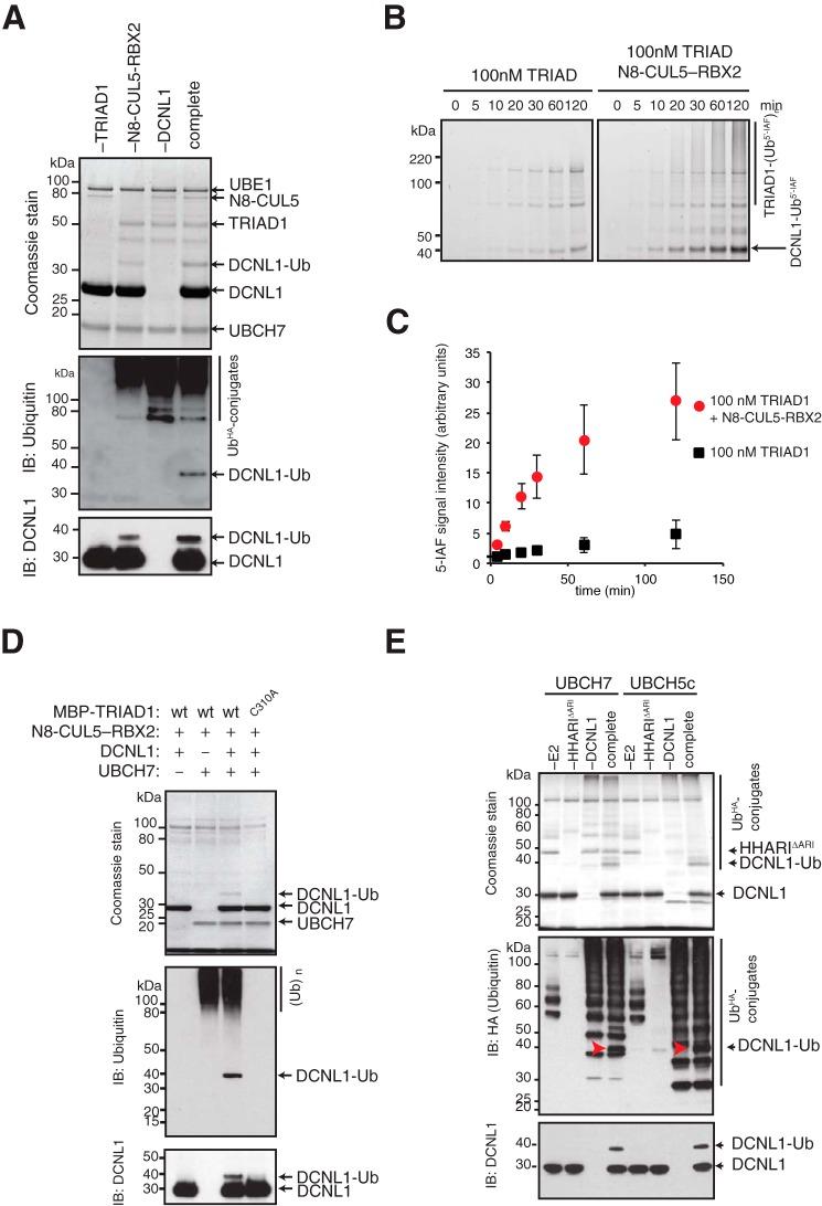 https://cdn.ncbi.nlm.nih.gov/pmc/blobs/6cd0/6393609/e7469f265e88/zbc0081901070002.jpg
