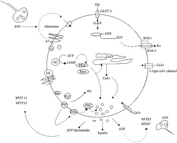 https://cdn.ncbi.nlm.nih.gov/pmc/blobs/6cd3/9381199/fcaf39e09b3b/ECAM2022-1708769.001.jpg