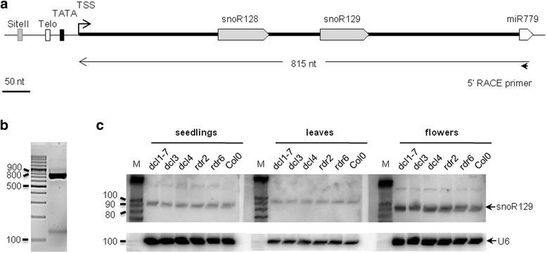 https://cdn.ncbi.nlm.nih.gov/pmc/blobs/6cd5/4660826/2d1d06505d61/12864_2015_2221_Fig4_HTML.jpg