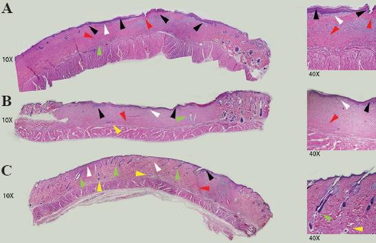 https://cdn.ncbi.nlm.nih.gov/pmc/blobs/6cd9/9668585/557eba37adfd/IJB-8-4-618-g017.jpg