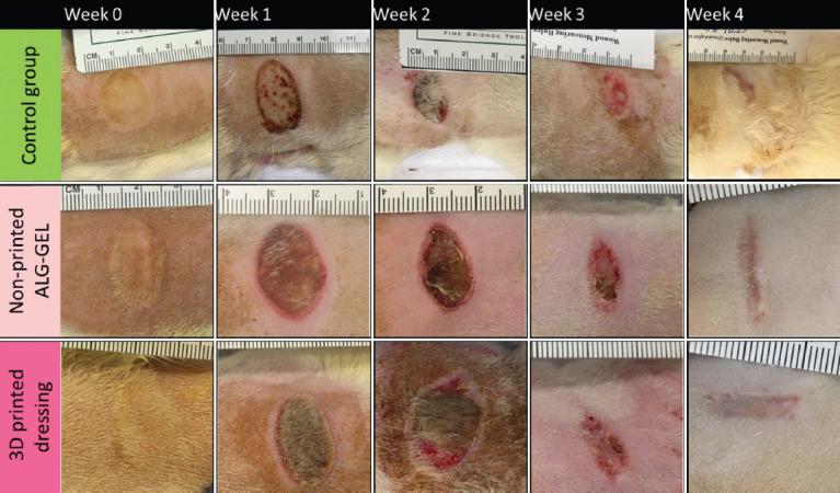 https://cdn.ncbi.nlm.nih.gov/pmc/blobs/6cd9/9668585/d39a39f3fca5/IJB-8-4-618-g015.jpg