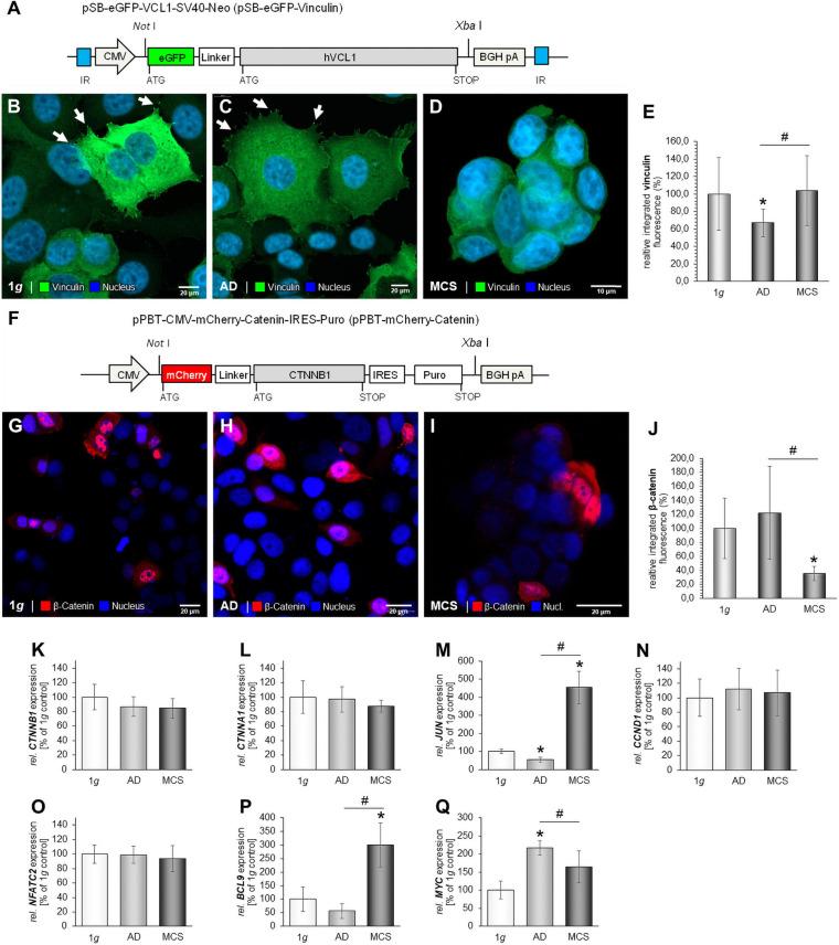 https://cdn.ncbi.nlm.nih.gov/pmc/blobs/6cda/8278480/3a0341dc1702/fcell-09-672098-g008.jpg