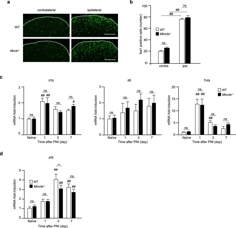 https://cdn.ncbi.nlm.nih.gov/pmc/blobs/6cdb/6351622/6940a6731dc6/41598_2018_37318_Fig7_HTML.jpg